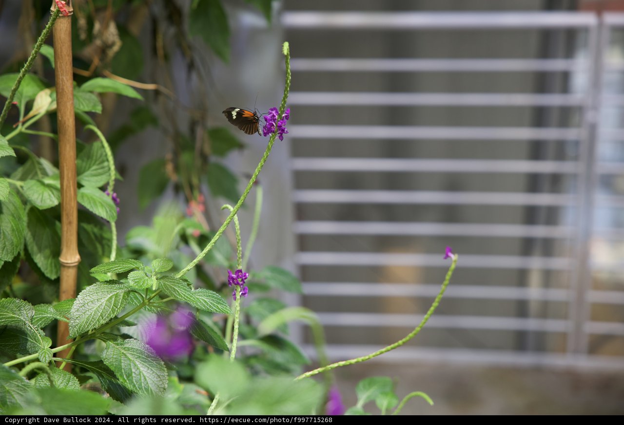 Enchanted Encounter in the California Garden