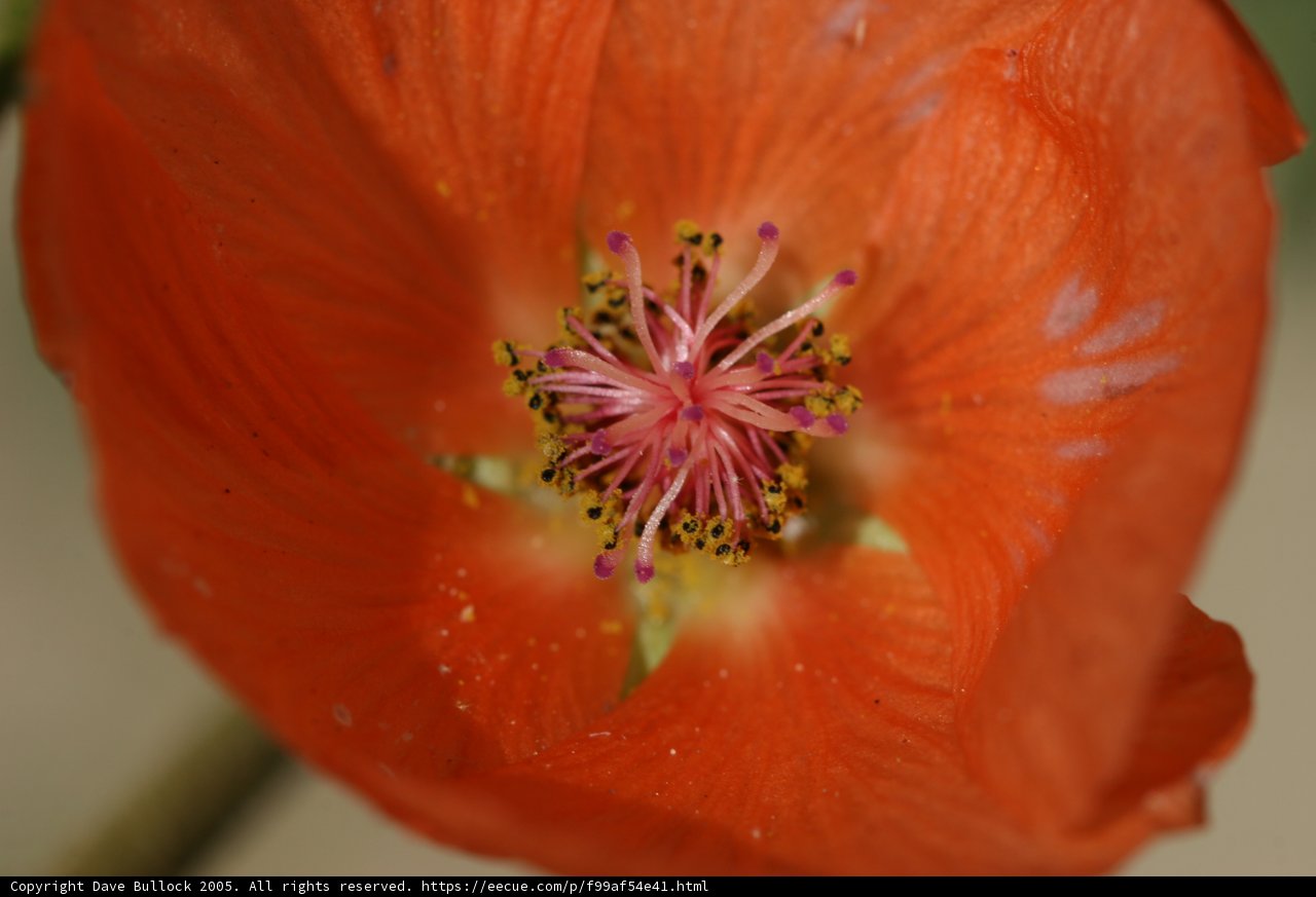 Beauty in Detail