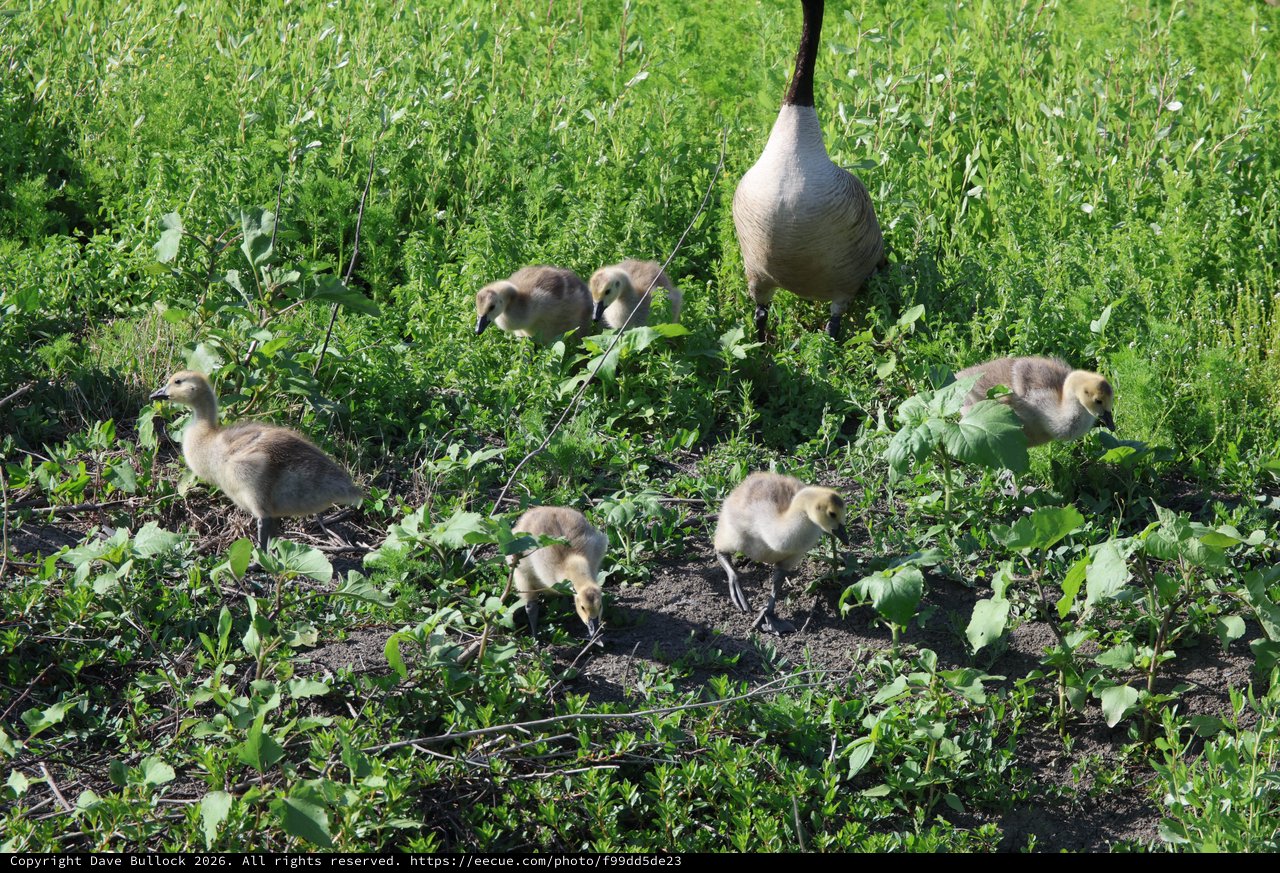 Canada Goose Family Foraging in Spring Wetland Meadow