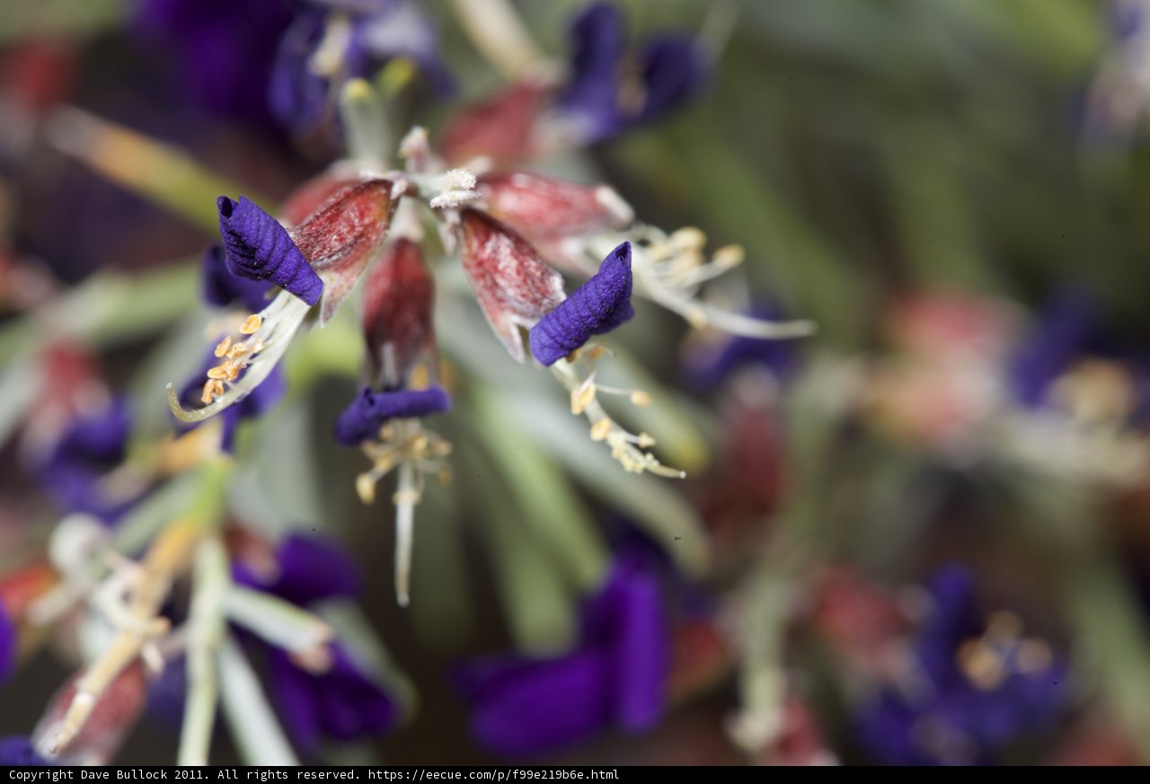 Purple Beauty