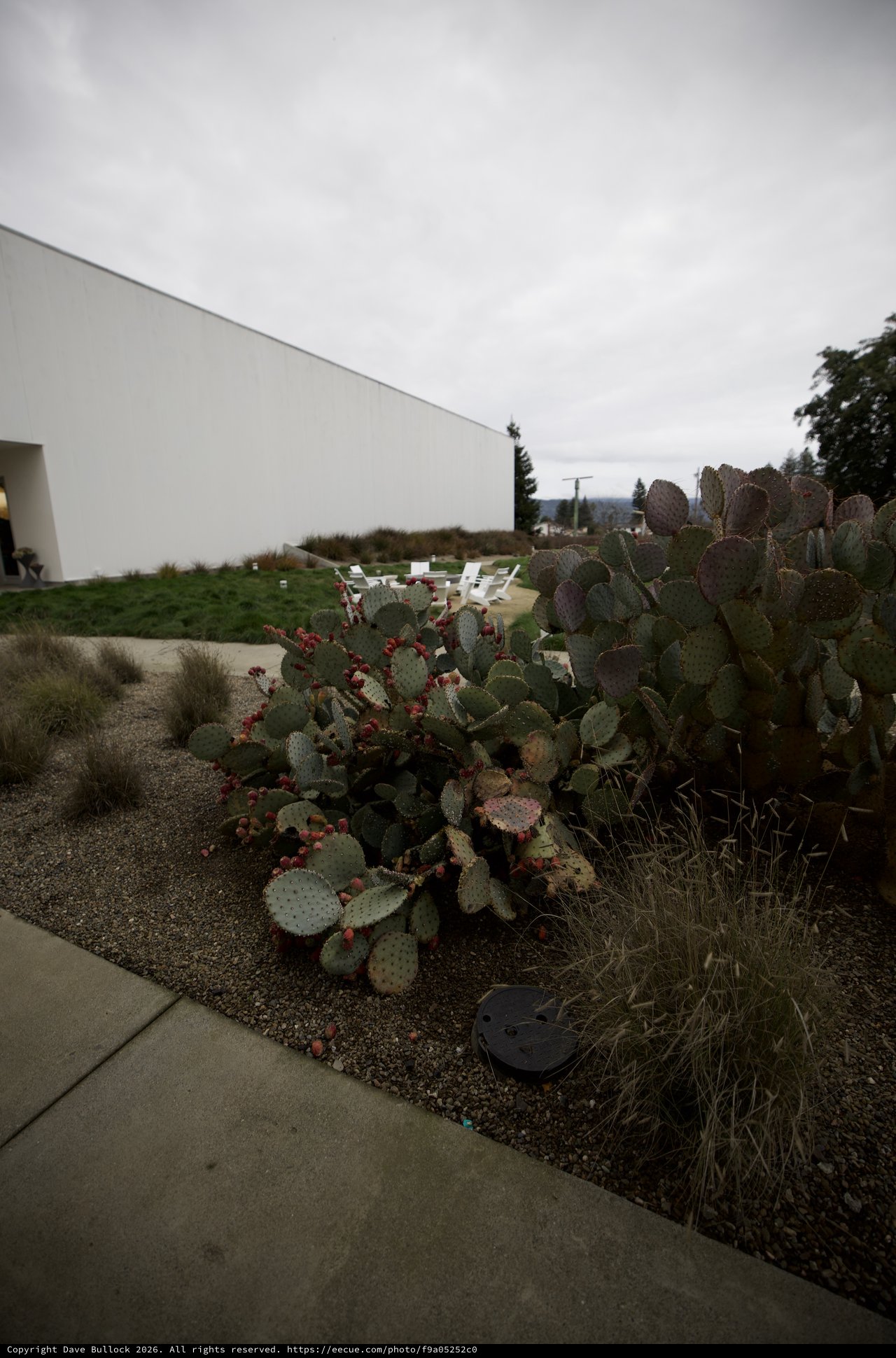 Desert Garden with Prickly Pear Cacti at Modern Architecture