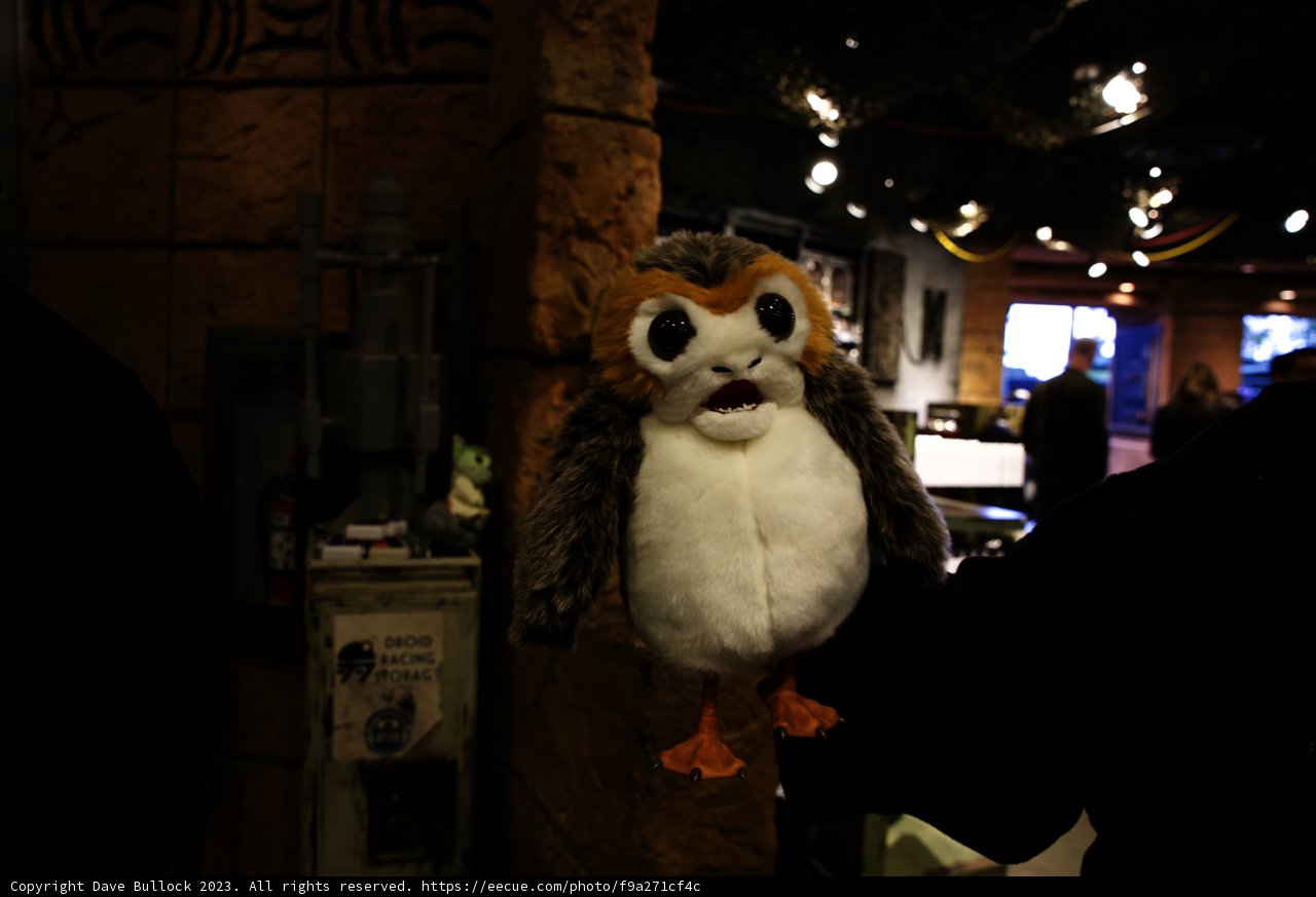 The Whimsical Owl Encounter at Disneyland