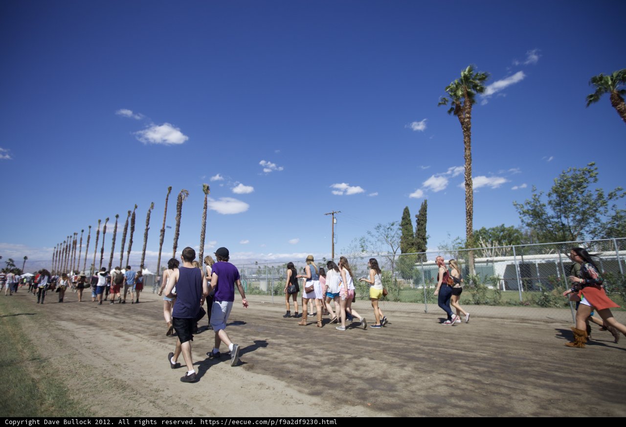 A Walk Among Palms