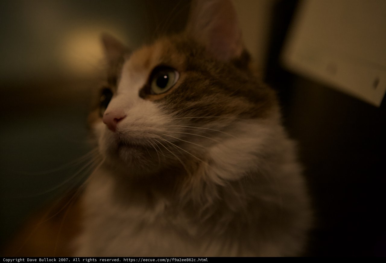 Nighttime Companion