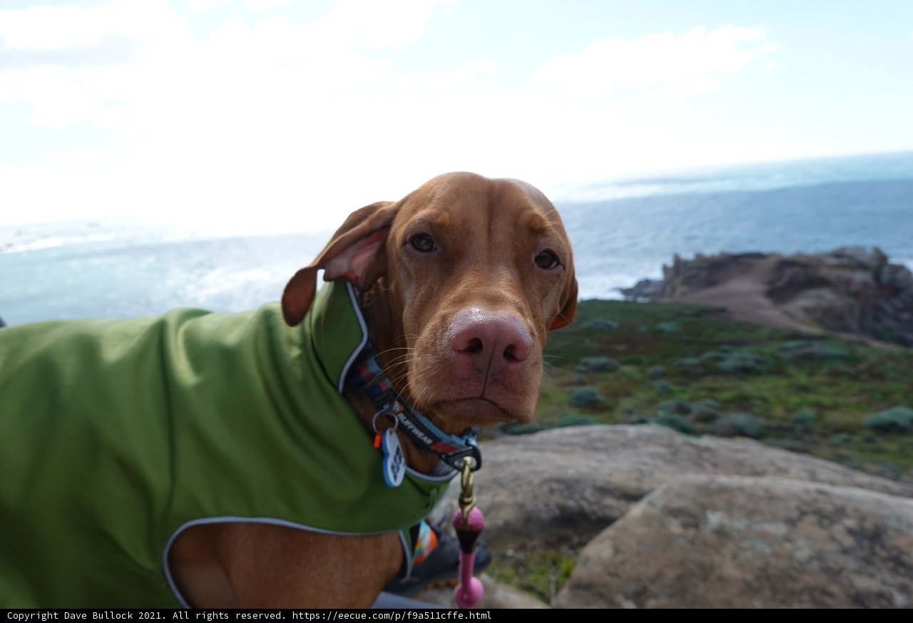 Rocky Hill Hound