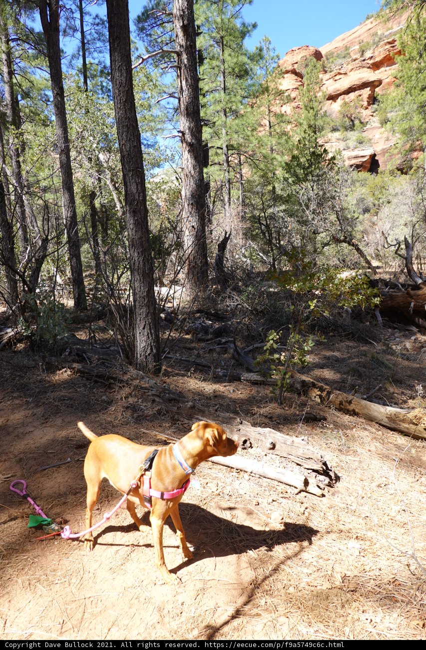 A Canine Adventure in Coconino National Forest