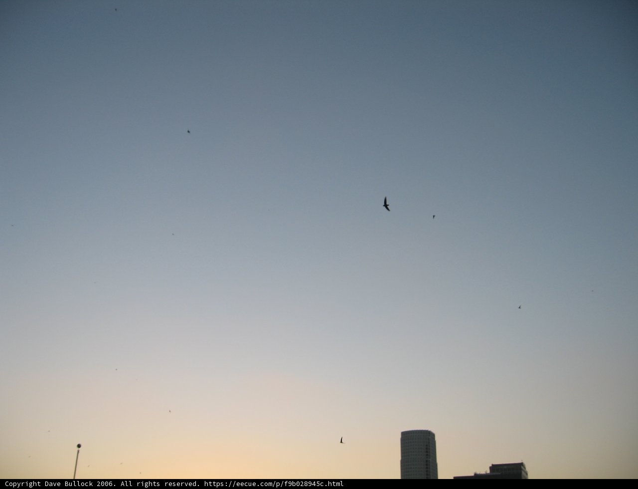 Urban Bird in Flight