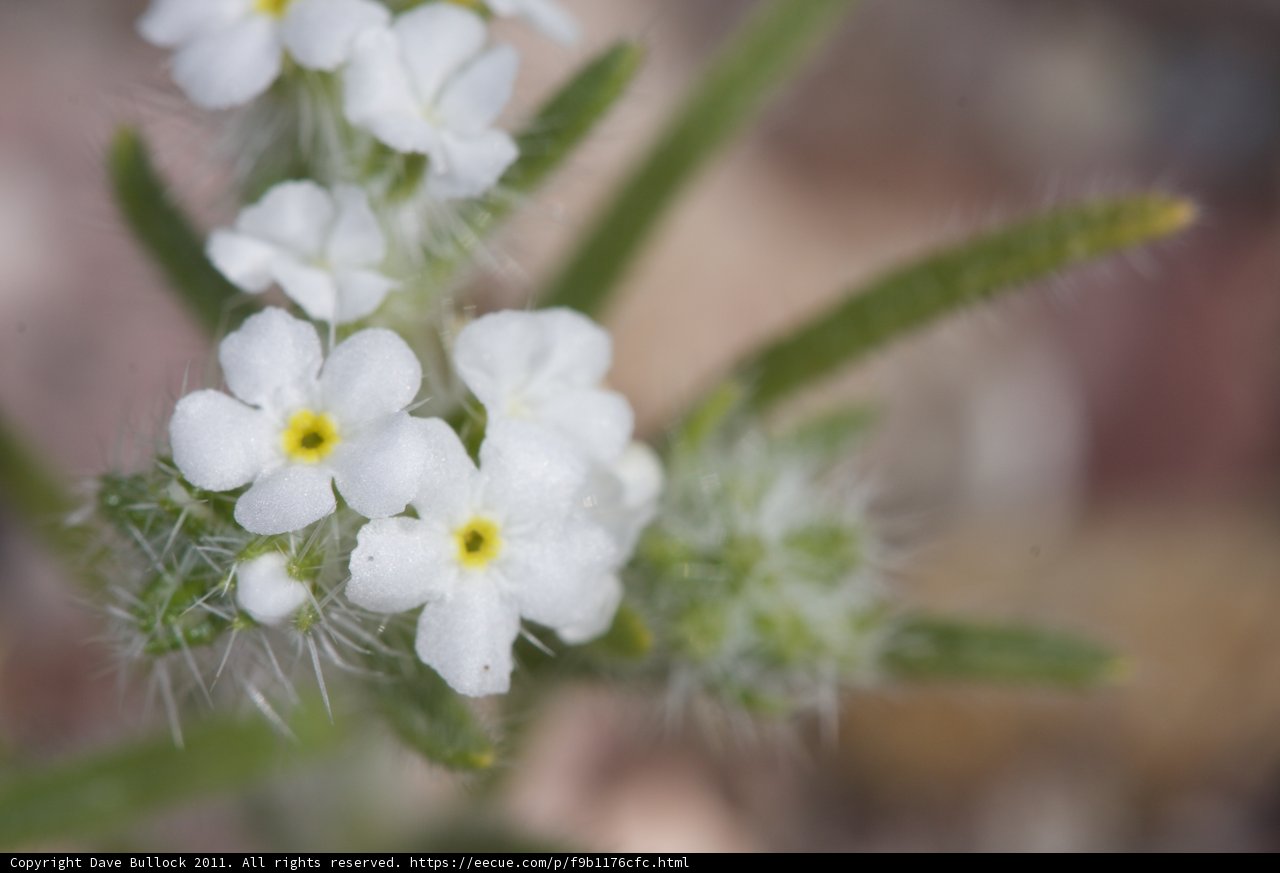 Geranium Daisy