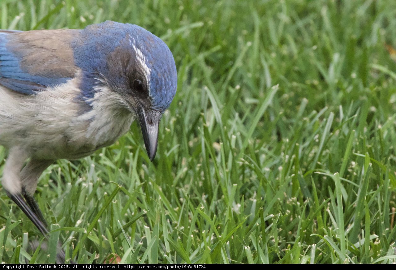 Curious Blue Jay in the Grass