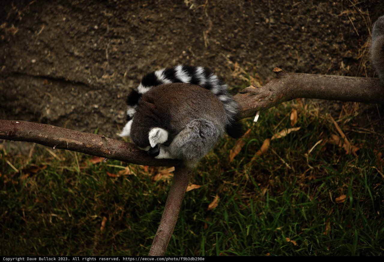 2023 Oakland Zoo - Curious Lemur.