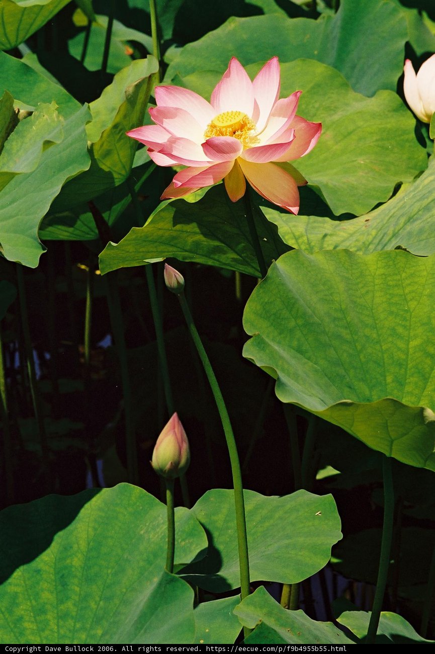 Pink Lotus Blooming in Serene Waters