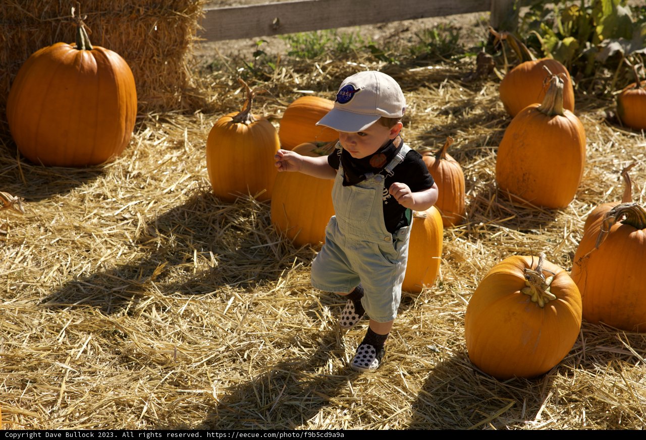 Pumpkin Field Frolic