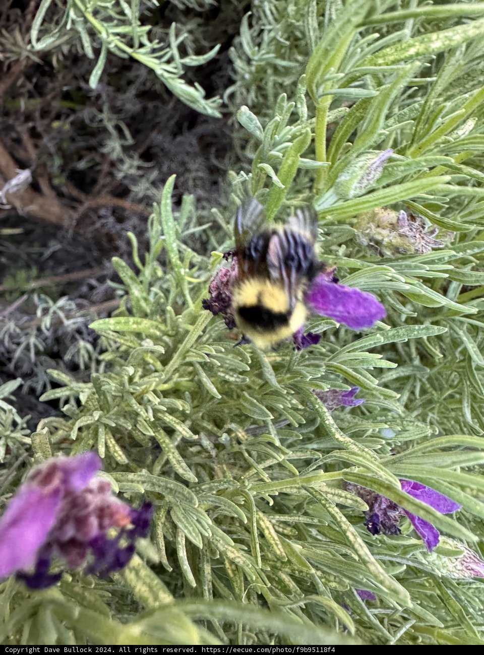 Buzzing Beauty