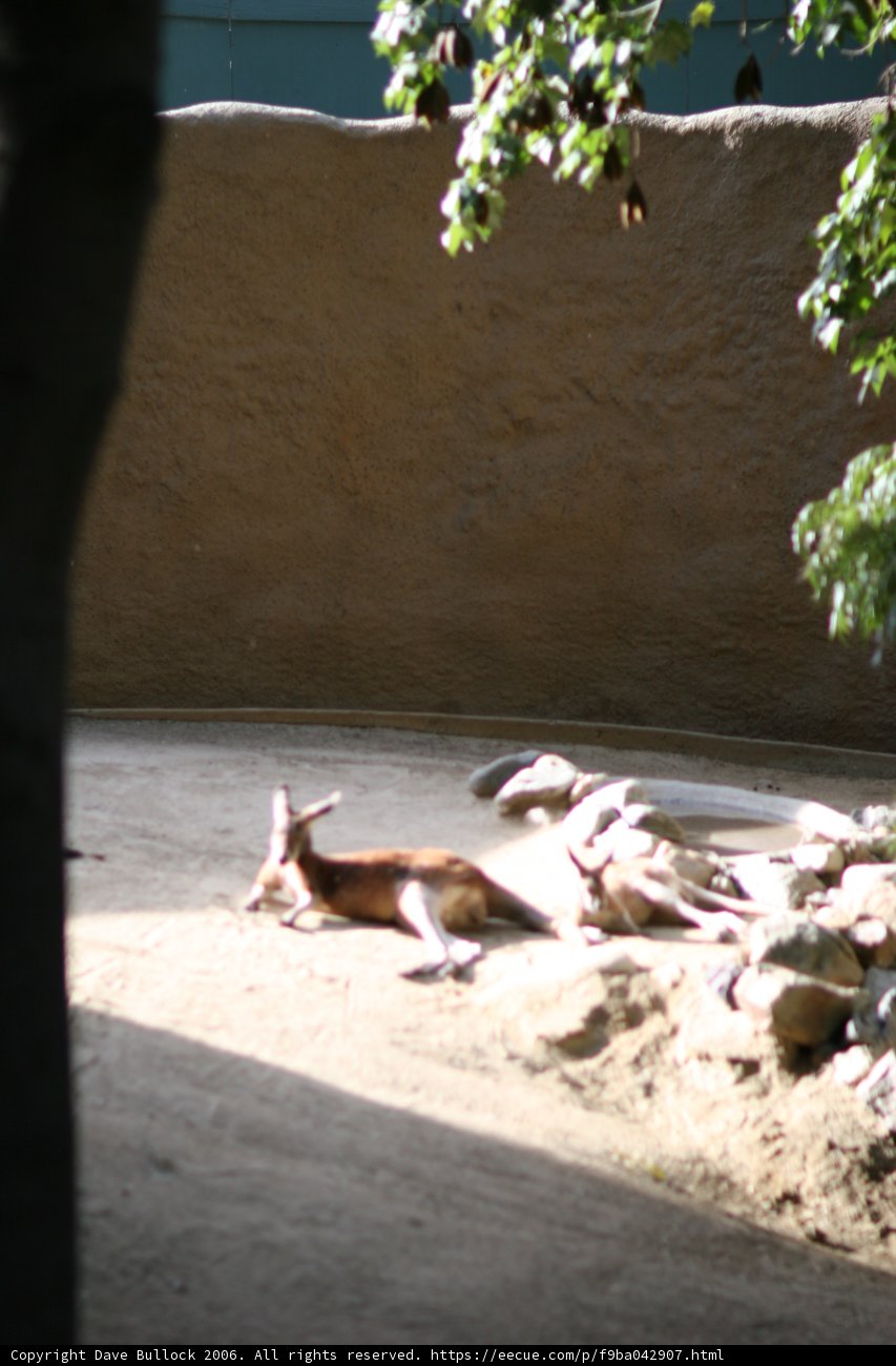 Lazy Afternoon