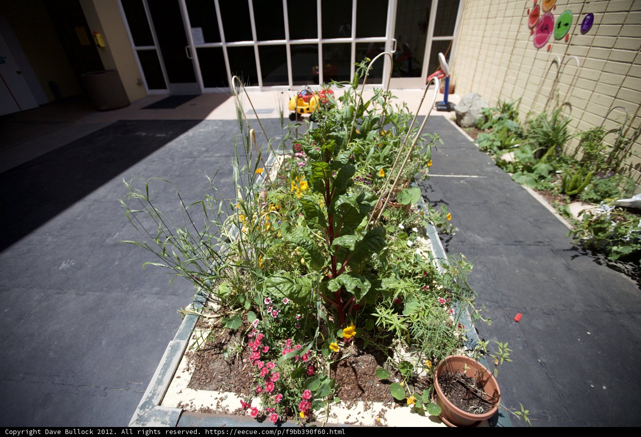 Serene Flower Garden in Temple Wilshire School Courtyard