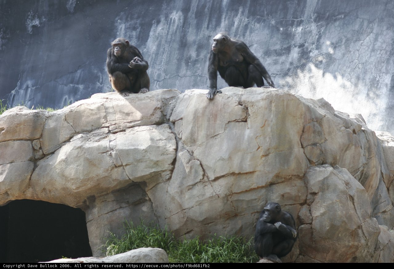 Three Ape Monarchs