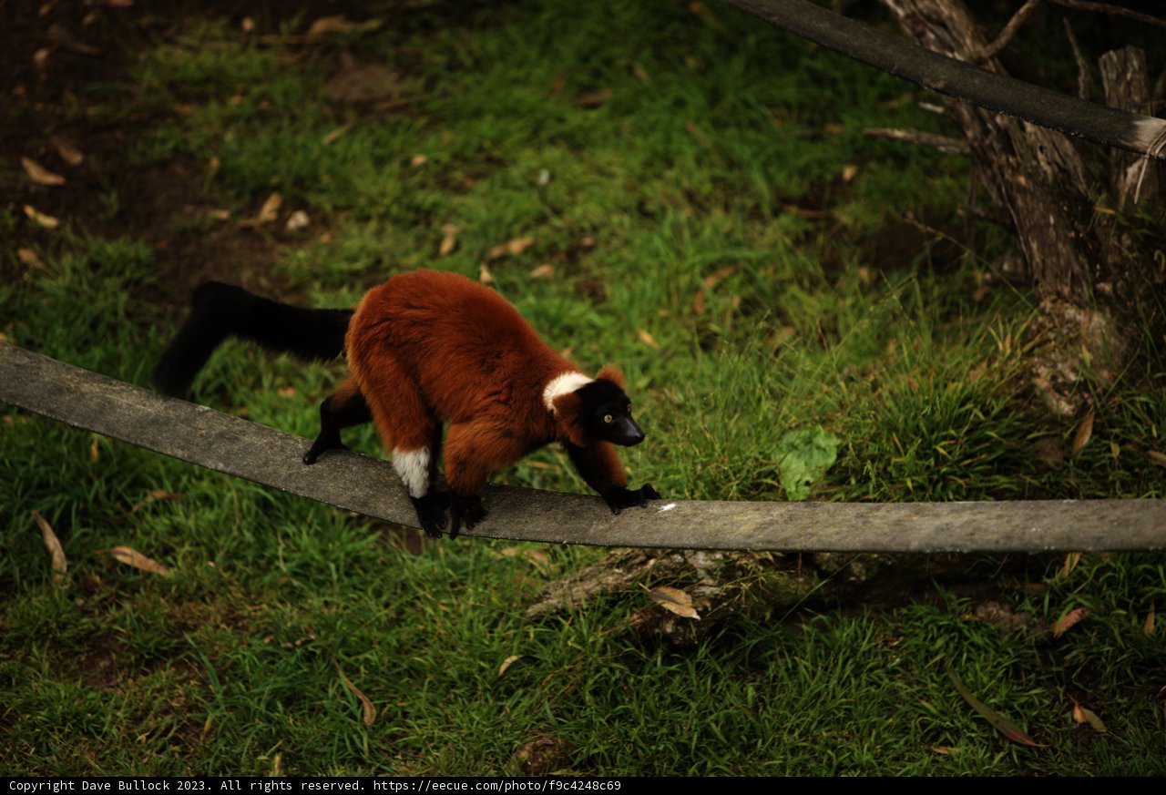 A Day with the Red Ruffed Lemur at San Francisco Zoo