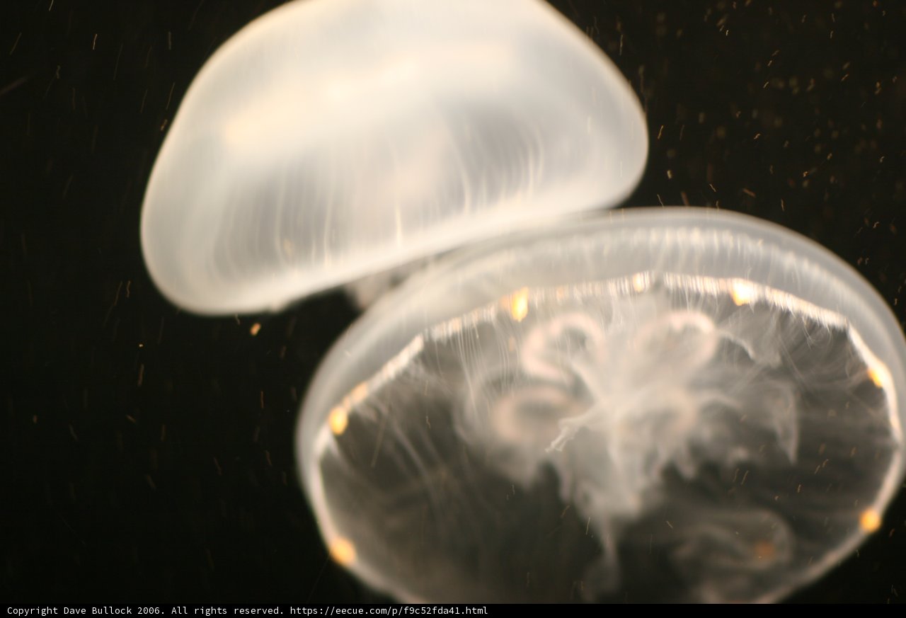 Floating Sea Life