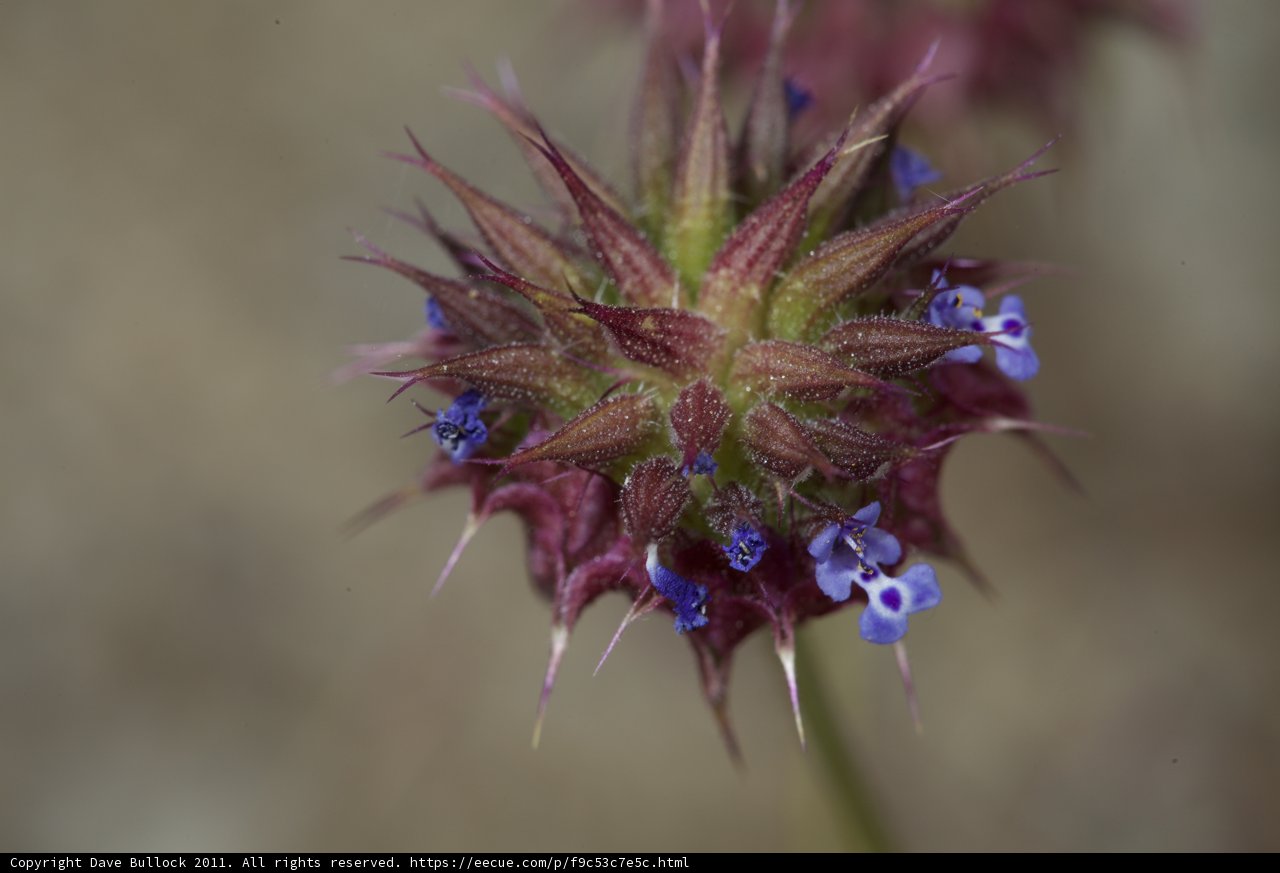 Purple and Blue Blooms