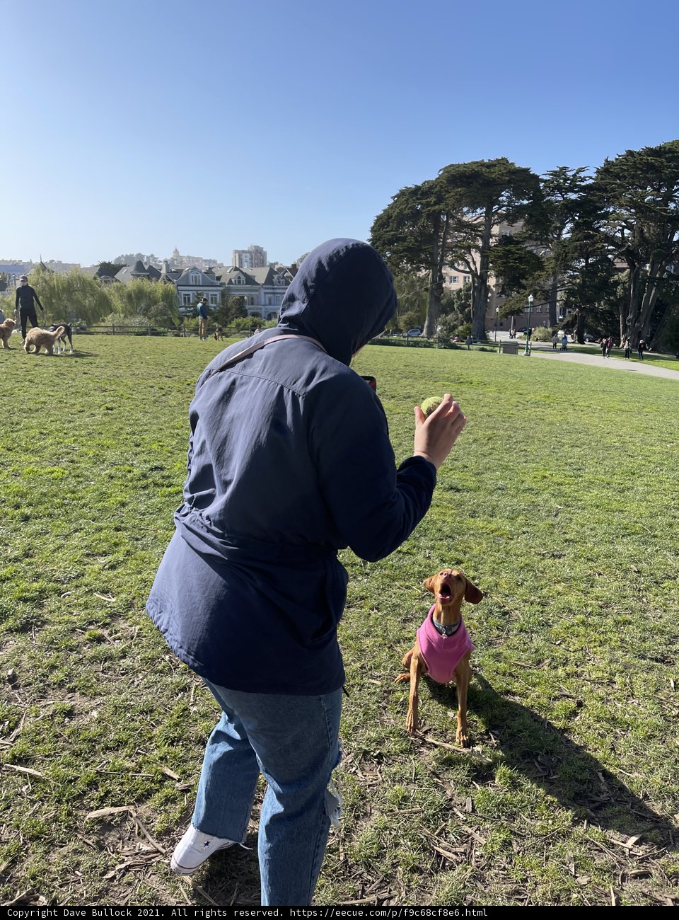Playing Fetch in Alamo Square