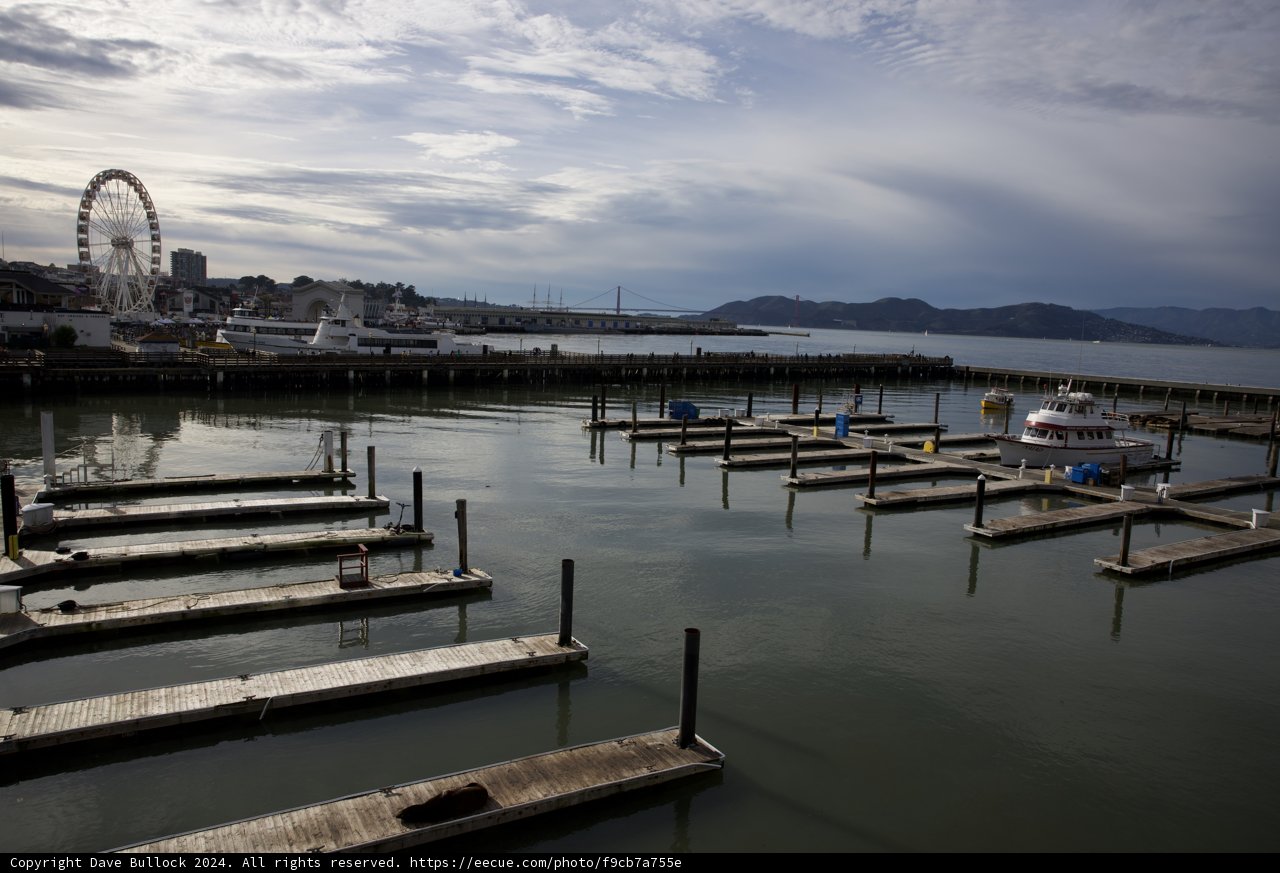 Marina Melodies: A day at the Acquarium of the Bay
