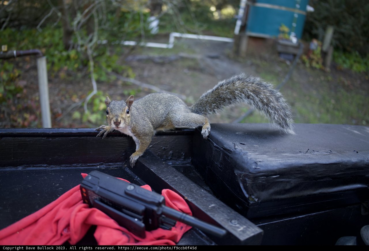 Squirrel Sentinel: Casual Afternoon Affair at SF Zoo