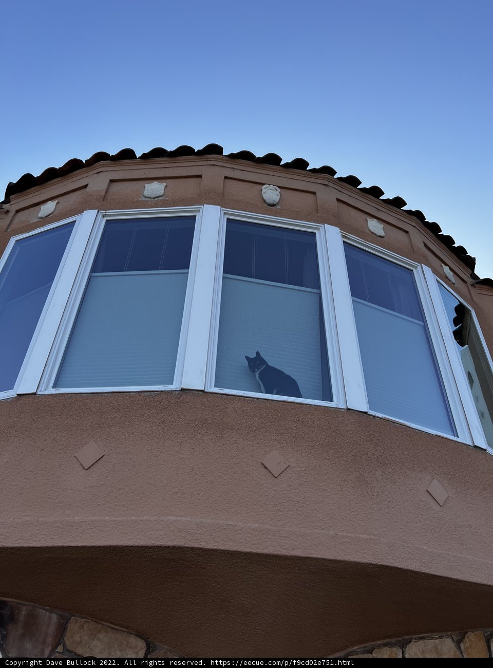 Feline Gazing