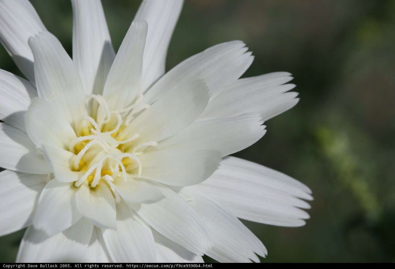 White Daisy with Yellow Centers