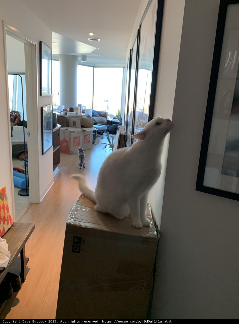 Boxed In