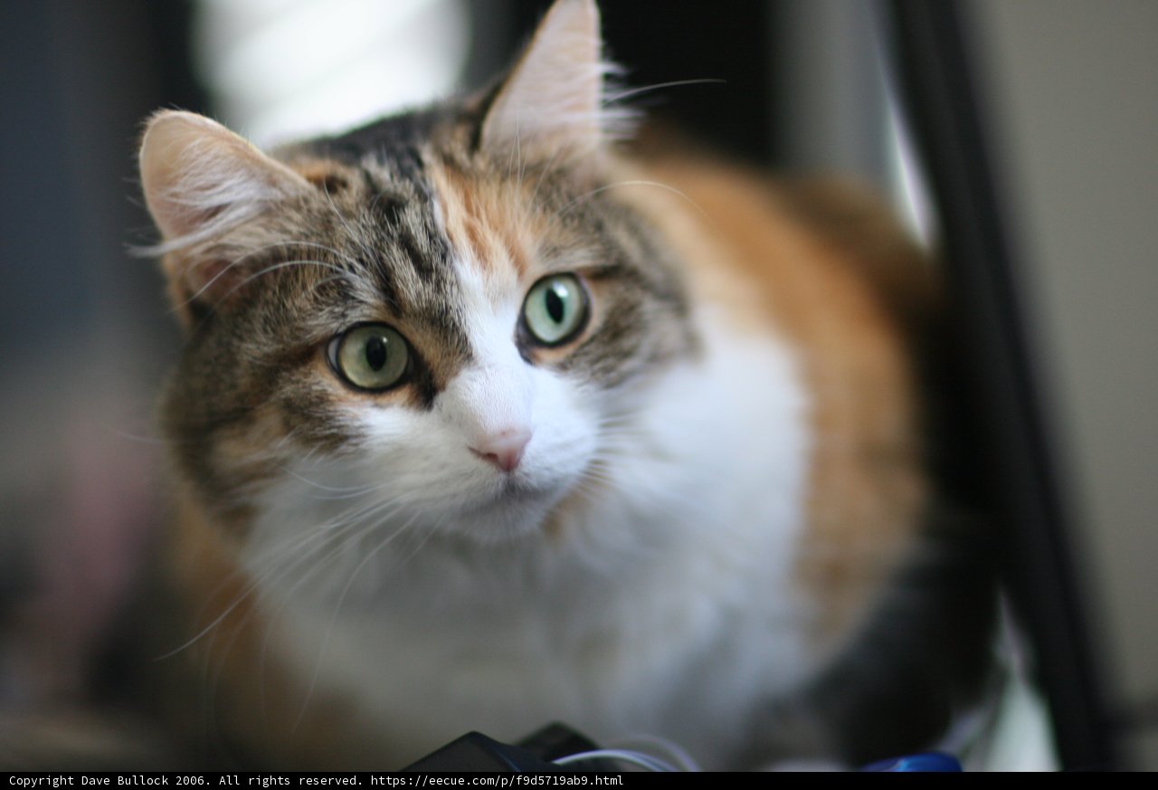 Feline Focus