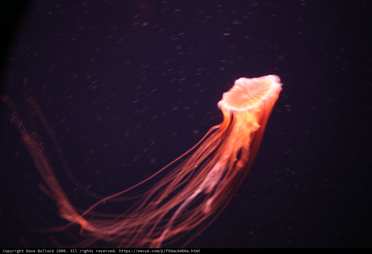 Dancing Jellyfish in The Deep Blue Sea