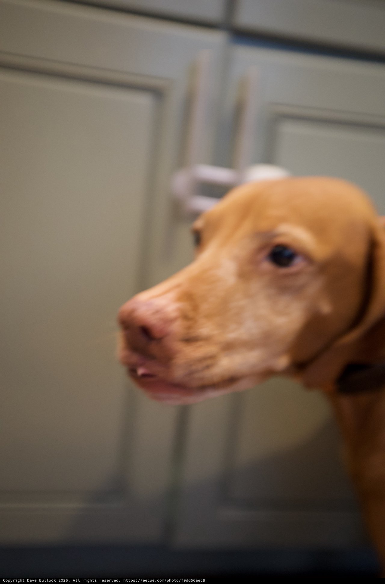 Attentive Tan Dog Portrait in Indoor Setting