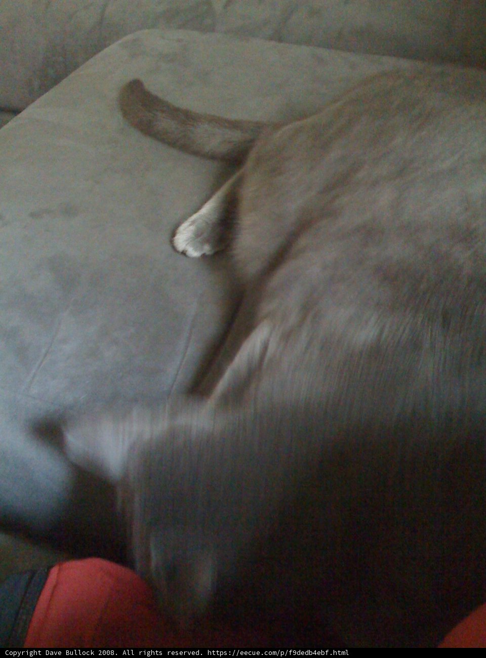 Lazy Abyssinian Cat on a Comfy Couch