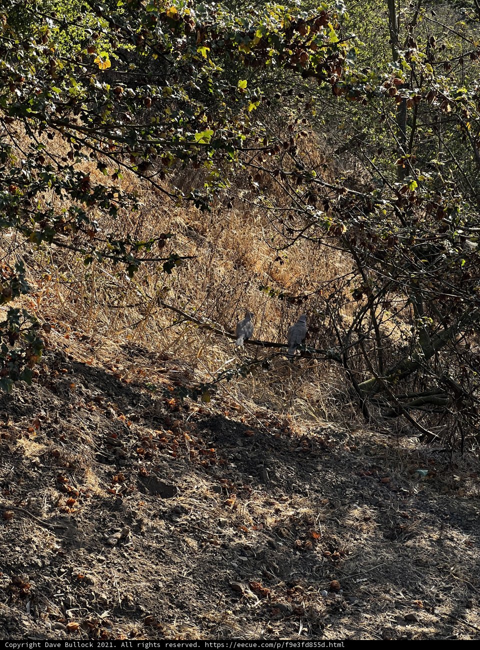 Majestic Black Bear in the Wilderness