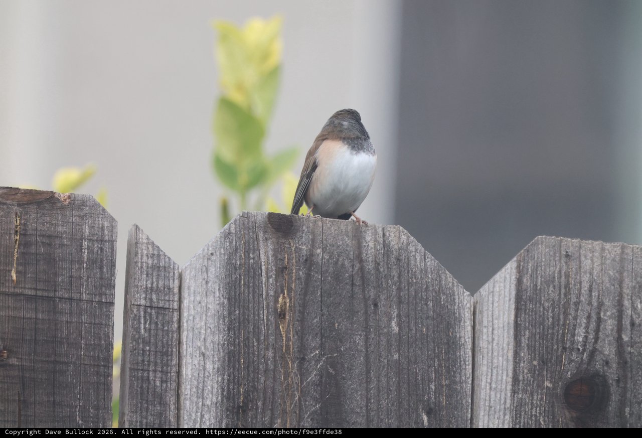 Dark-eyed Junco Perched on Weathered Fence