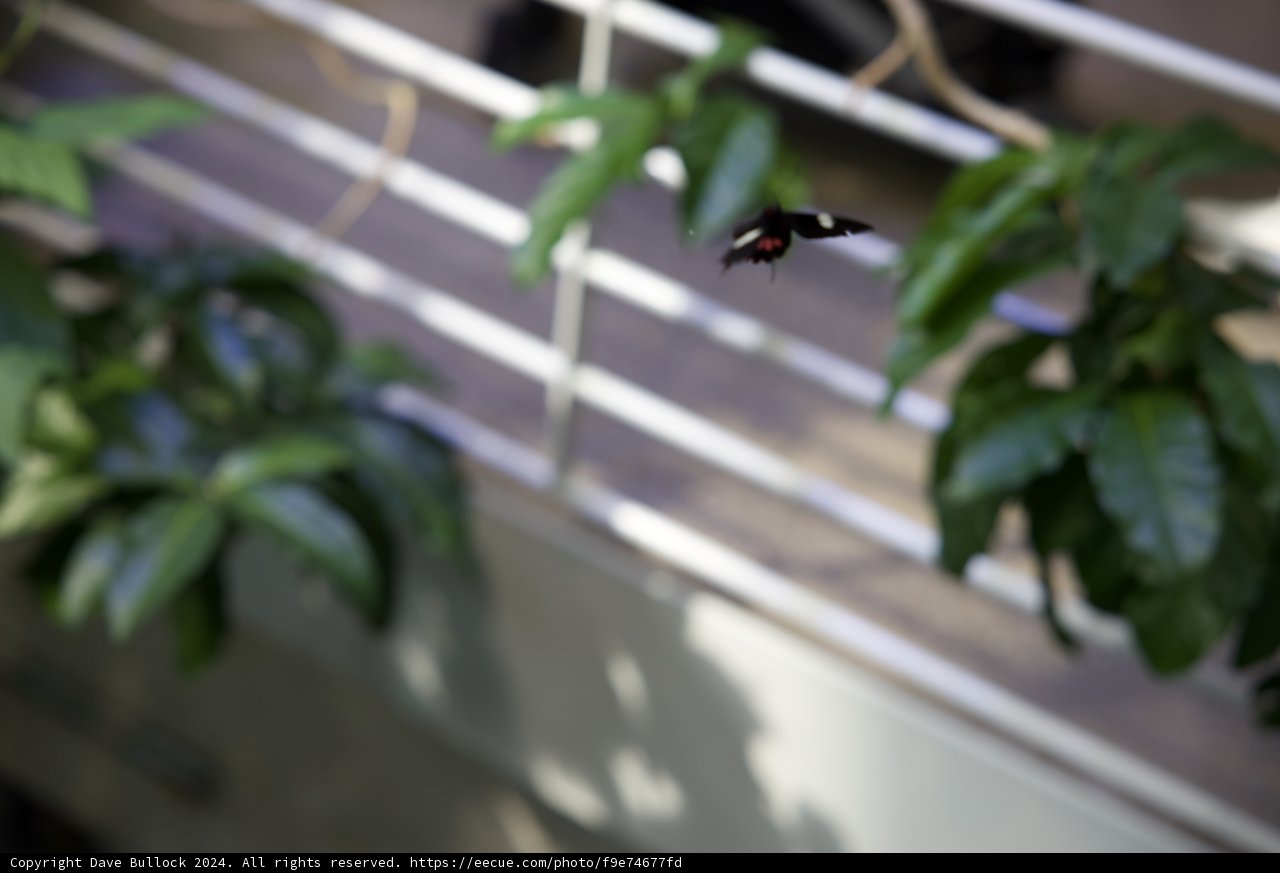 Harmonious Hummingbird in Flight