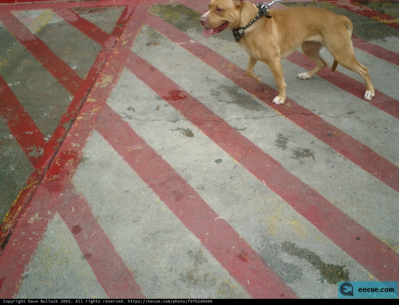 The Strapped Bulldog on the Tarmac