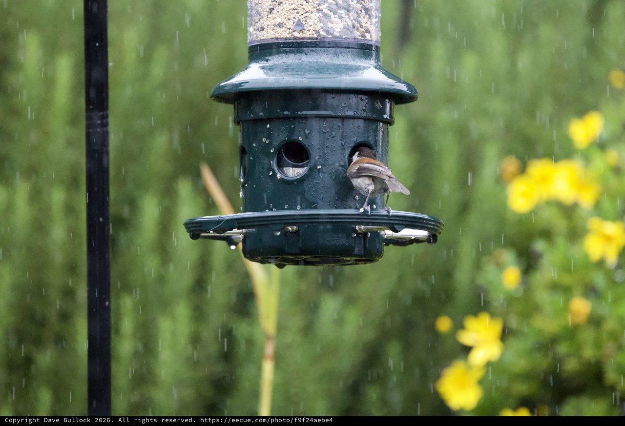 Sparrow Braving the Rain at Garden Bird Feeder