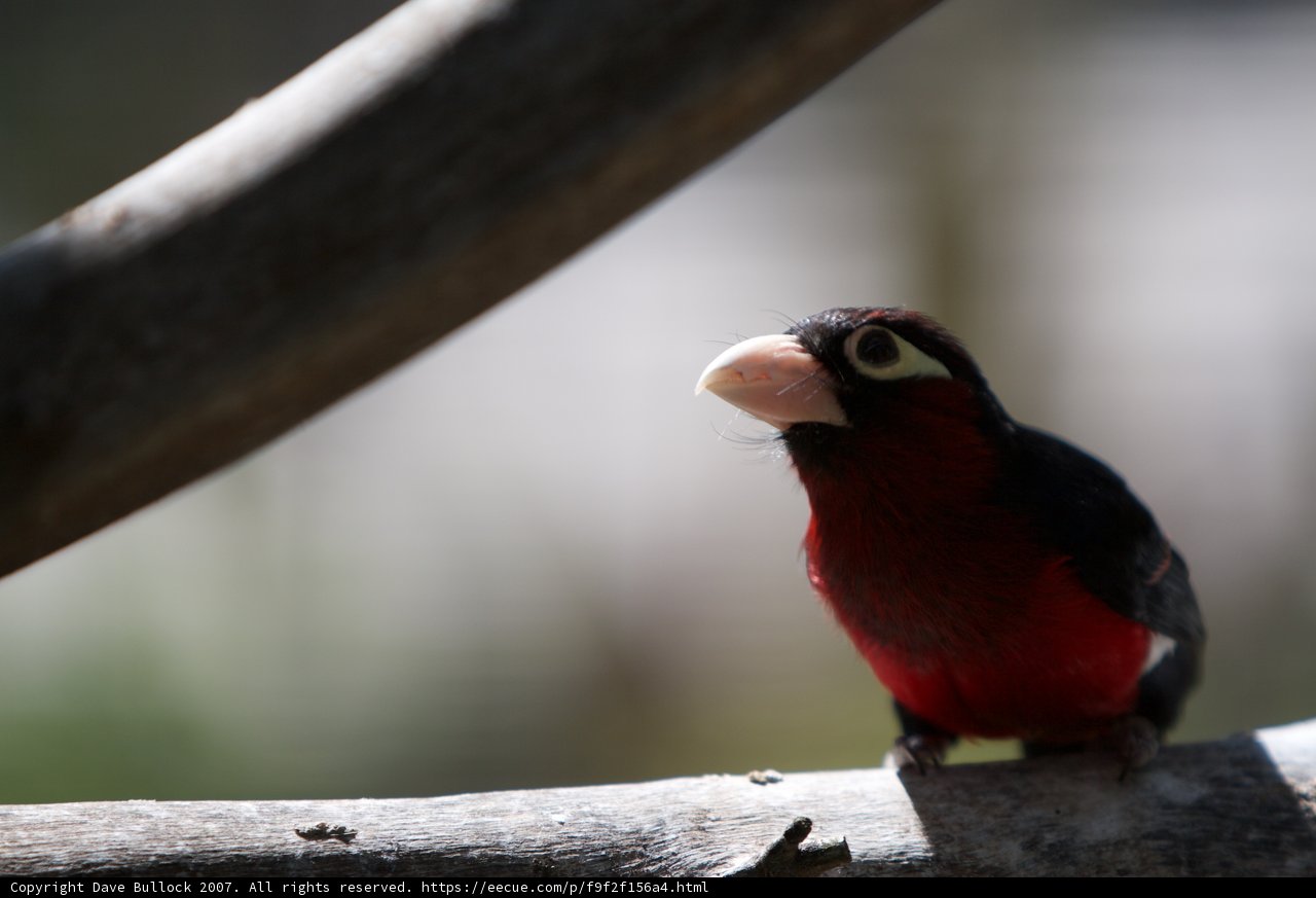 Red and Black Bird on Branch