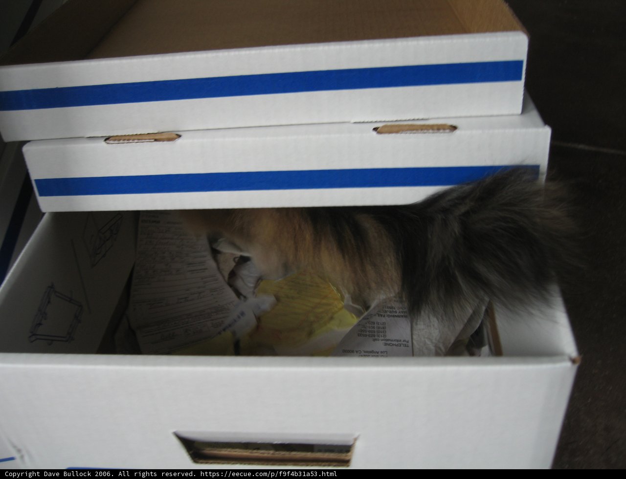 Cat in a Cozy Carton