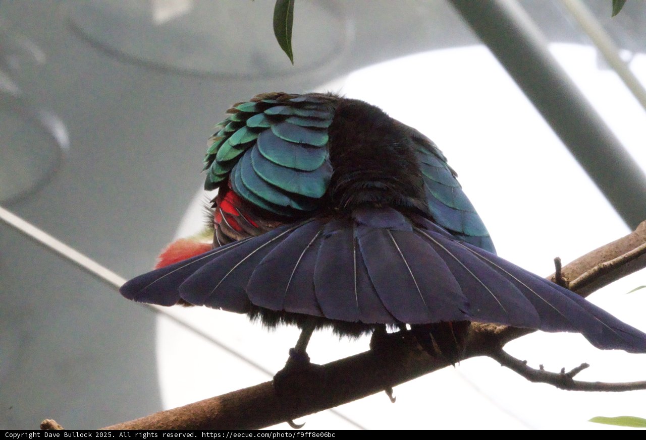 Vibrant Plumage in Focus