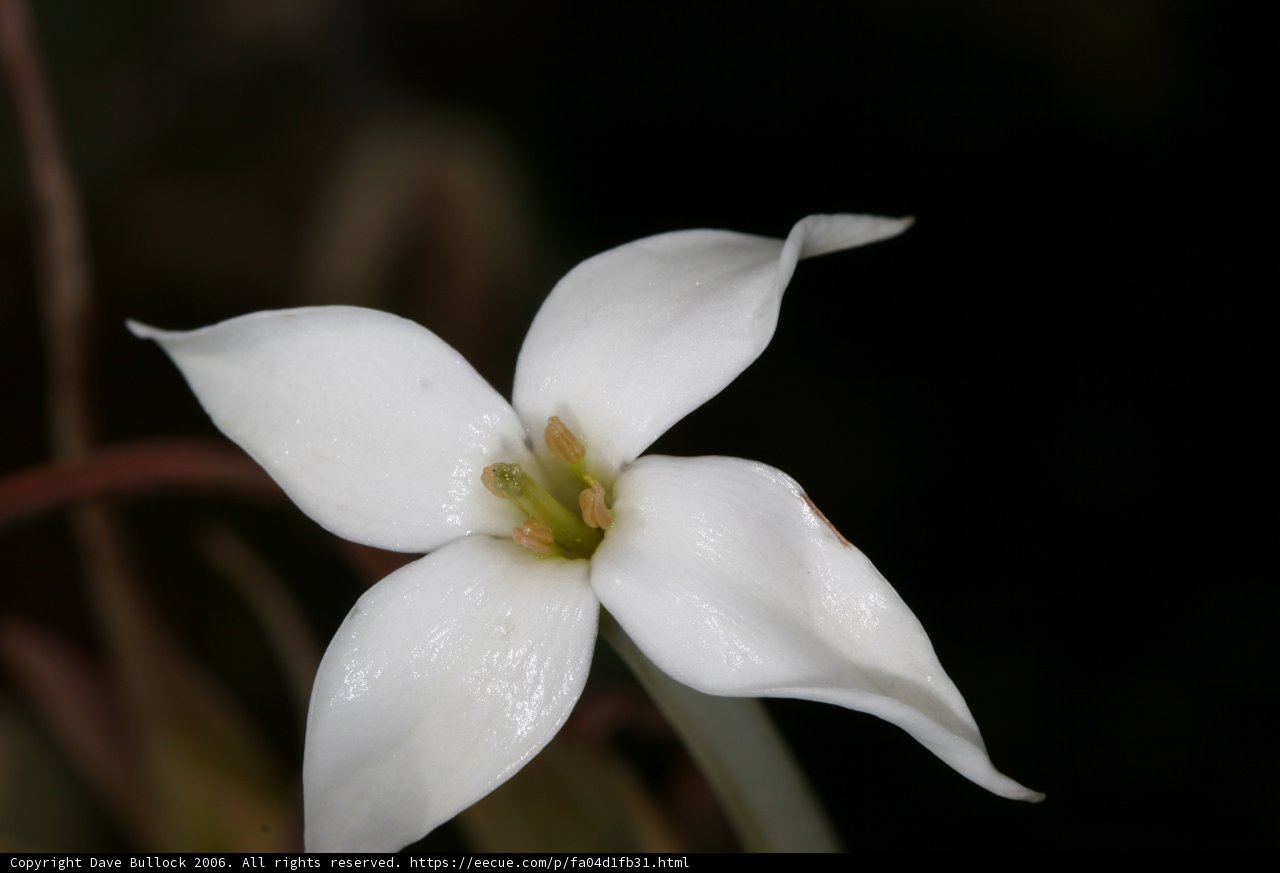 White Lily Flower