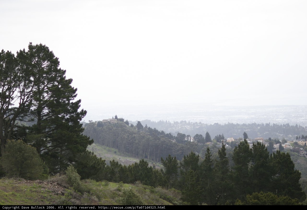 Towering Trees and Hazy Skies