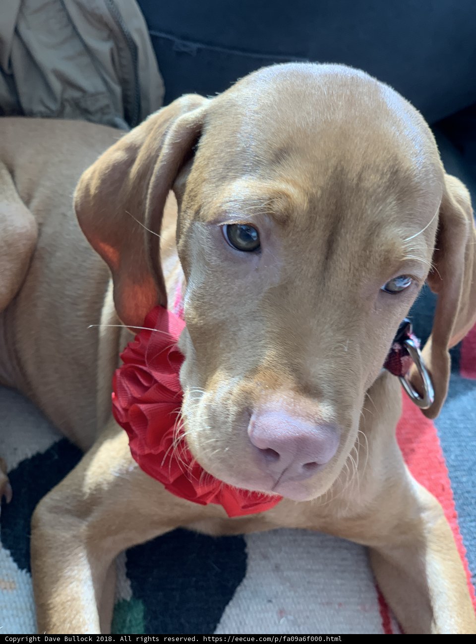 The Bow-tie Vizsla