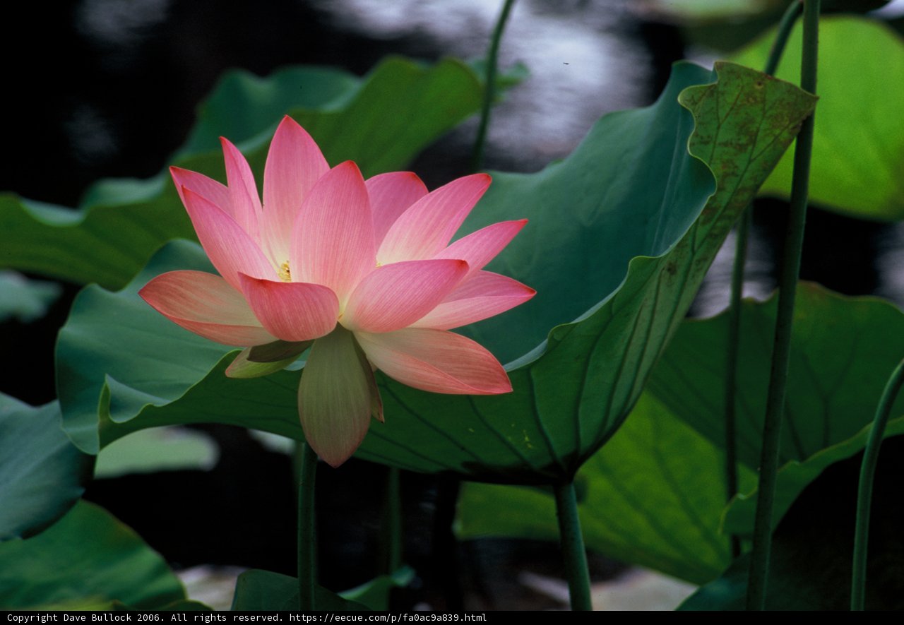 Pink Lotus Serenity