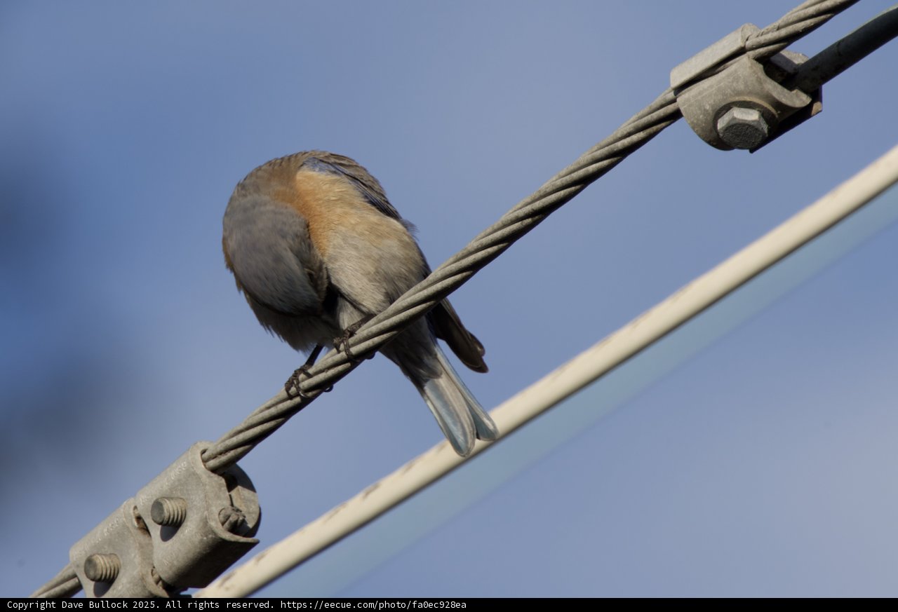 Perched in Serenity