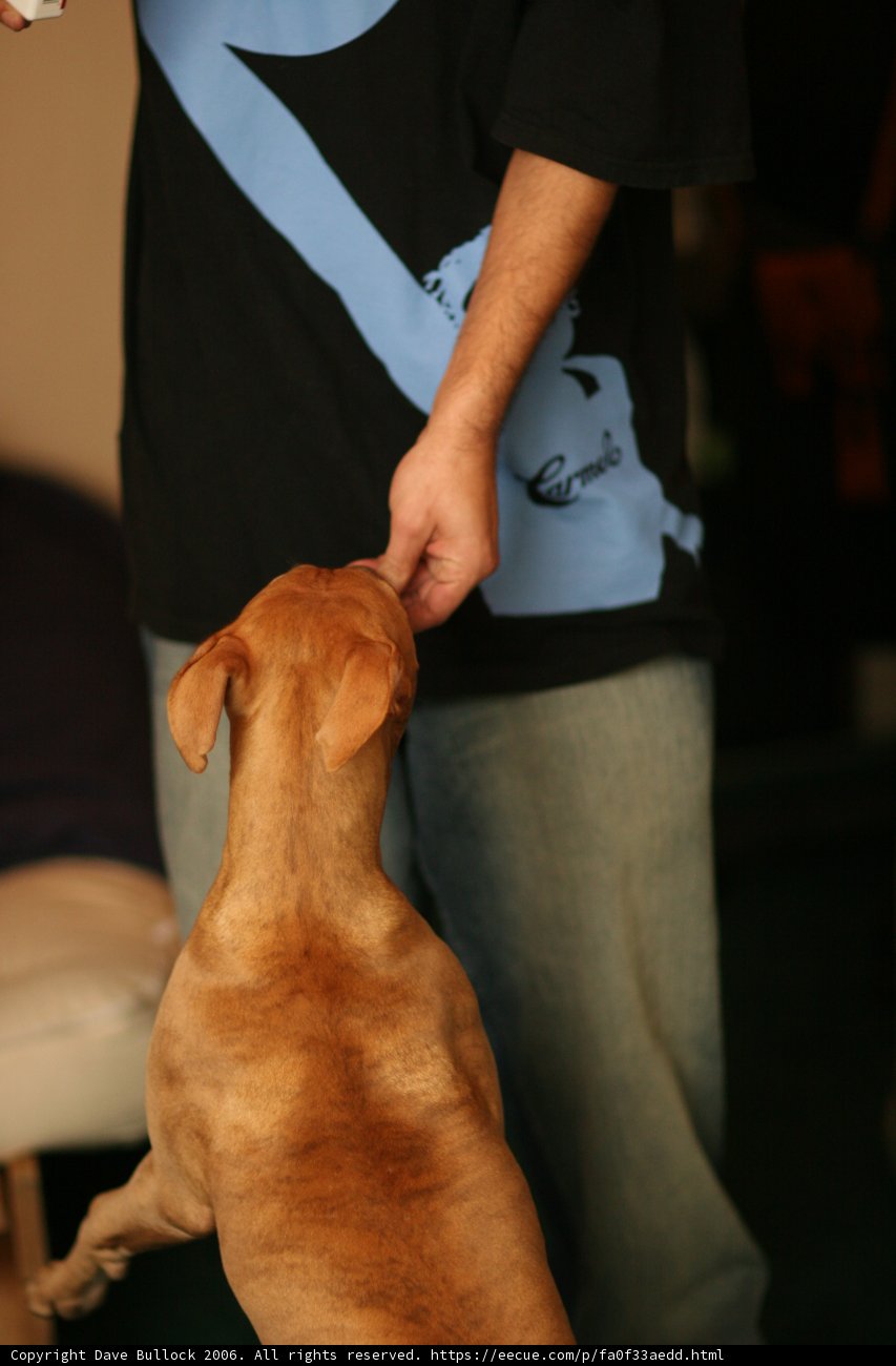 Man and his Four-Legged Companion