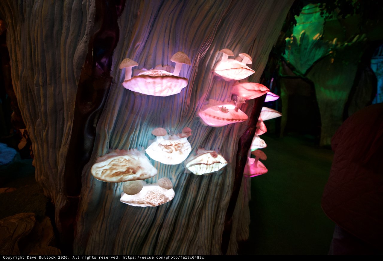 Illuminated Mushroom Sculptures in Fantasy Forest Display