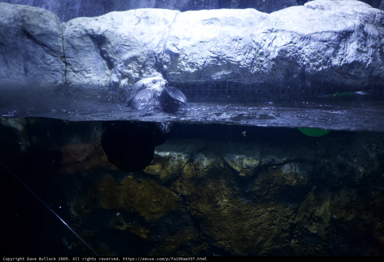 Bear in the Aquarium