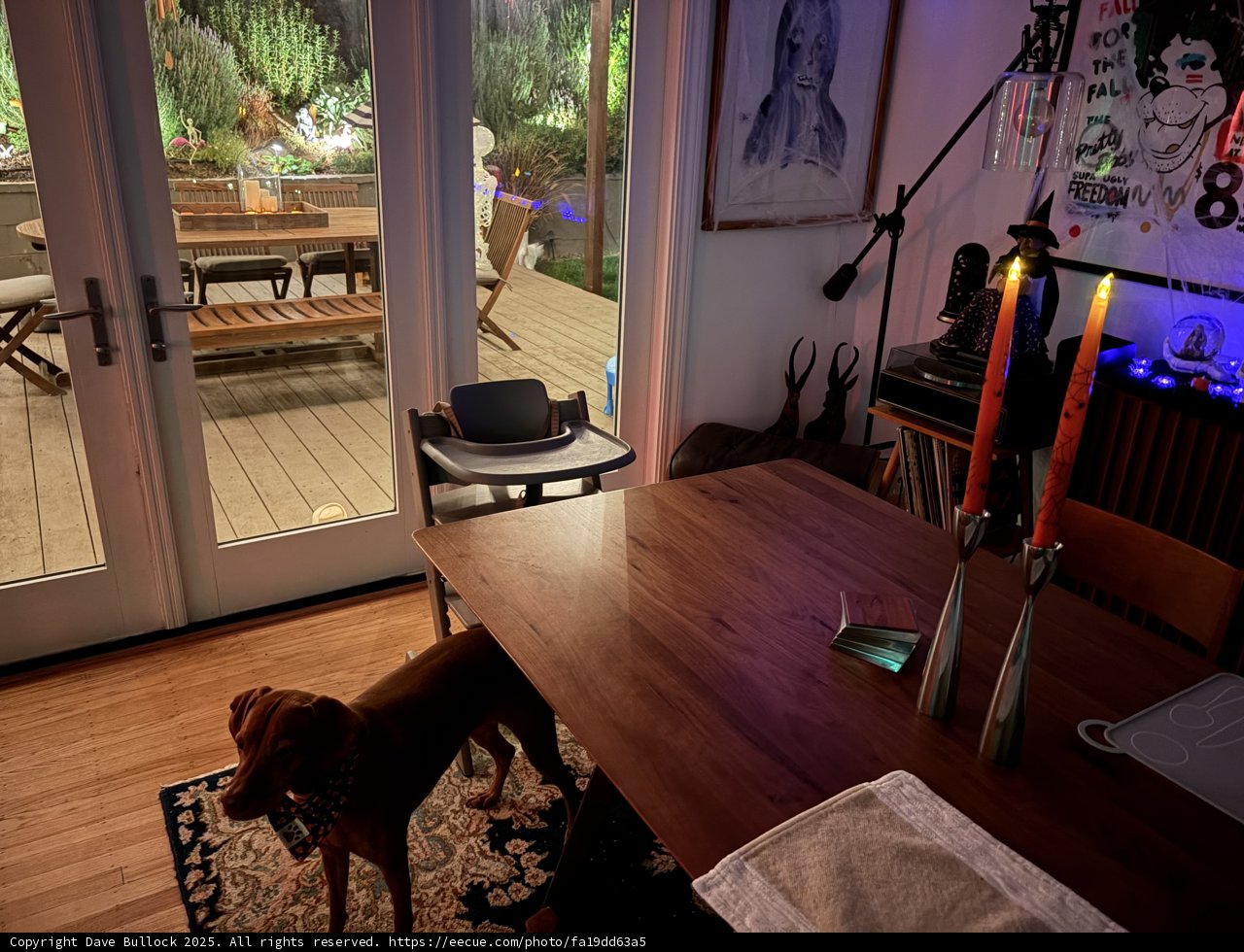 Cozy Corners and Canine Companions